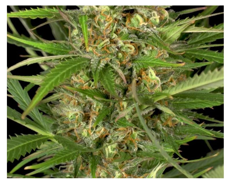 Auto Gorilla Glue, Фасовка: 5, изображение 2